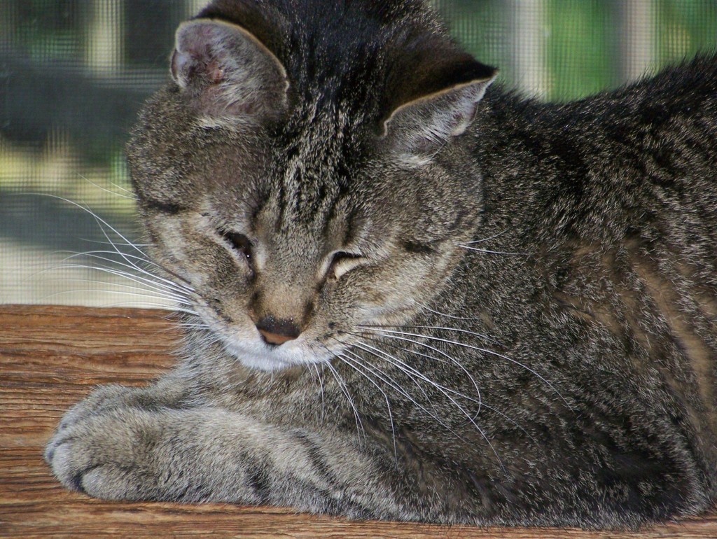 feline-arthritis-a-painful-condition-that-can-contribute-to-behavior