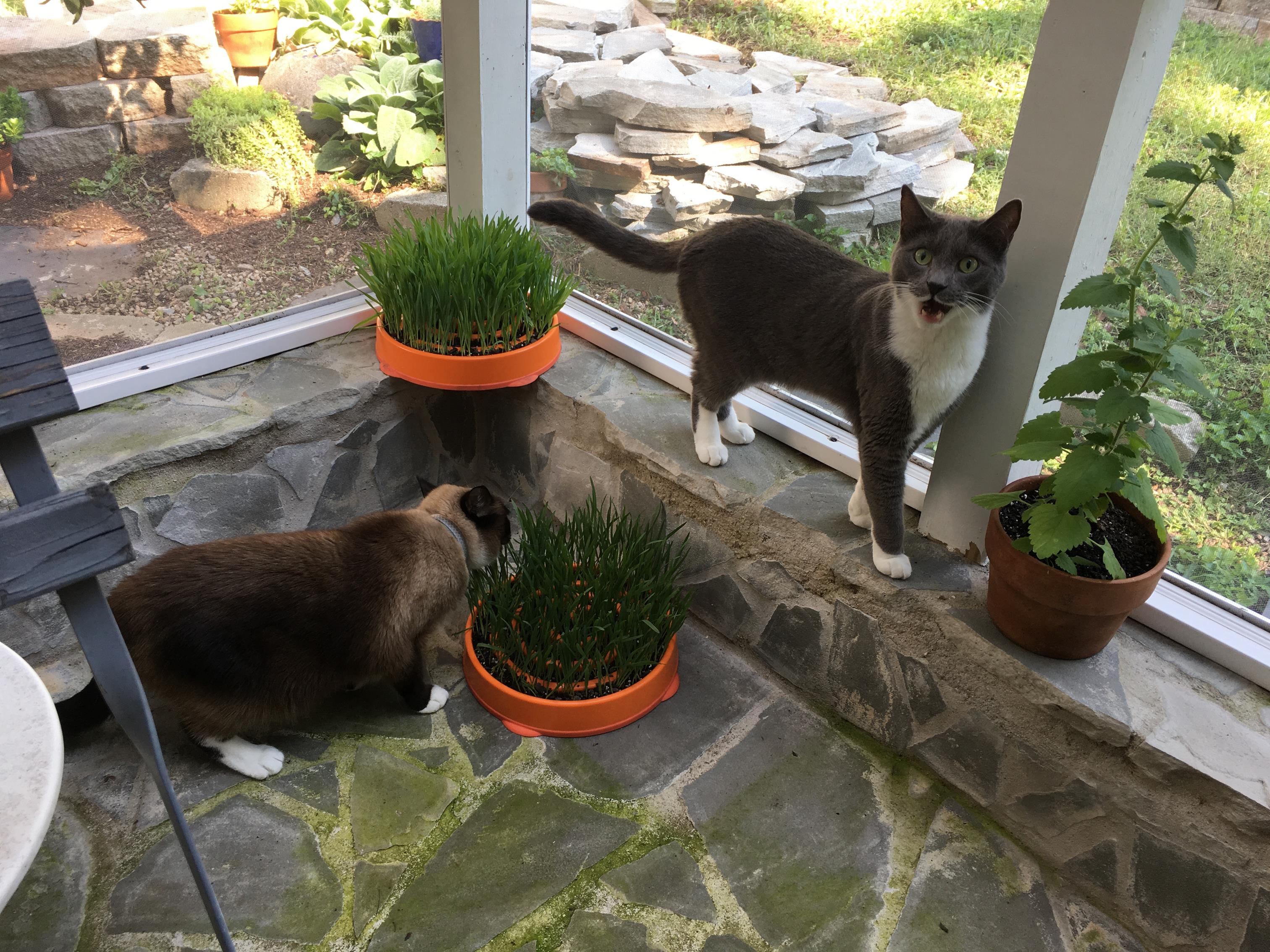 Here Willow and Soren are enjoying their cat grass planters.