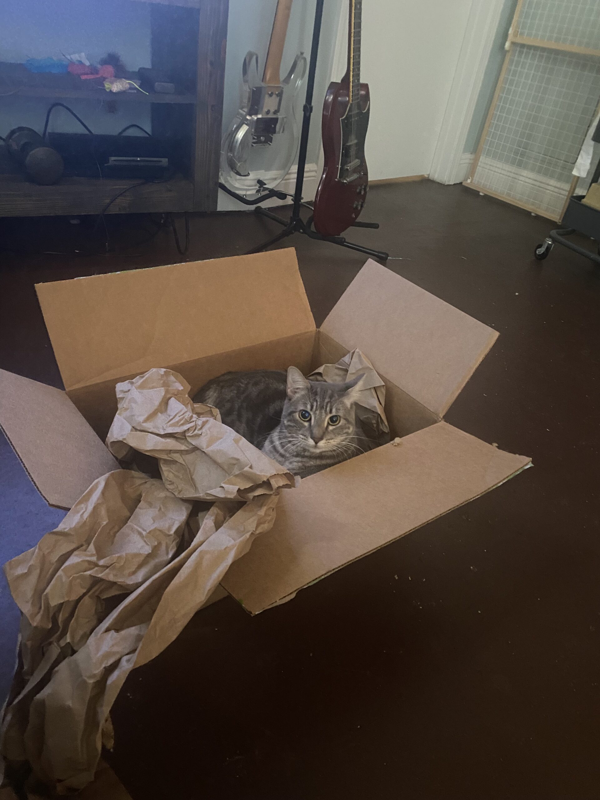 Milo enjoying some simple enrichment. Cat condo probably arrived in this box!