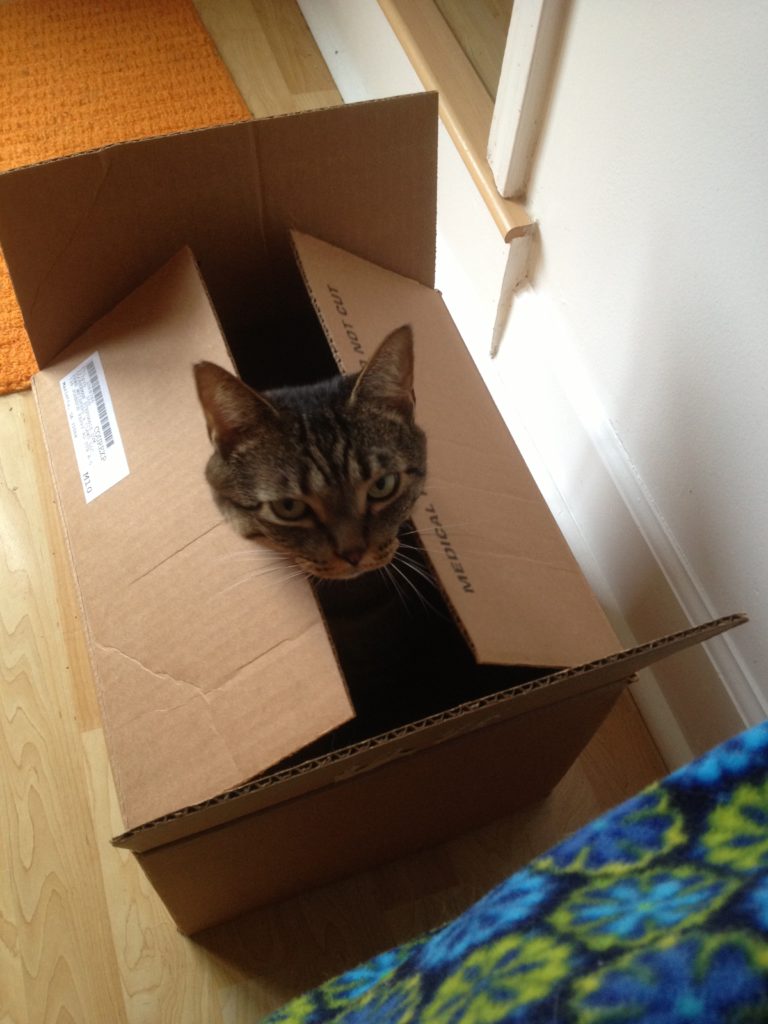 It's More Than Just A Box! - Fundamentally Feline