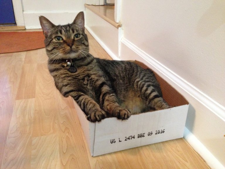 It's More Than Just A Box! - Fundamentally Feline