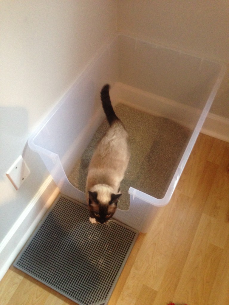 Litter boxes get the scoop part 2! What should it be filled with and