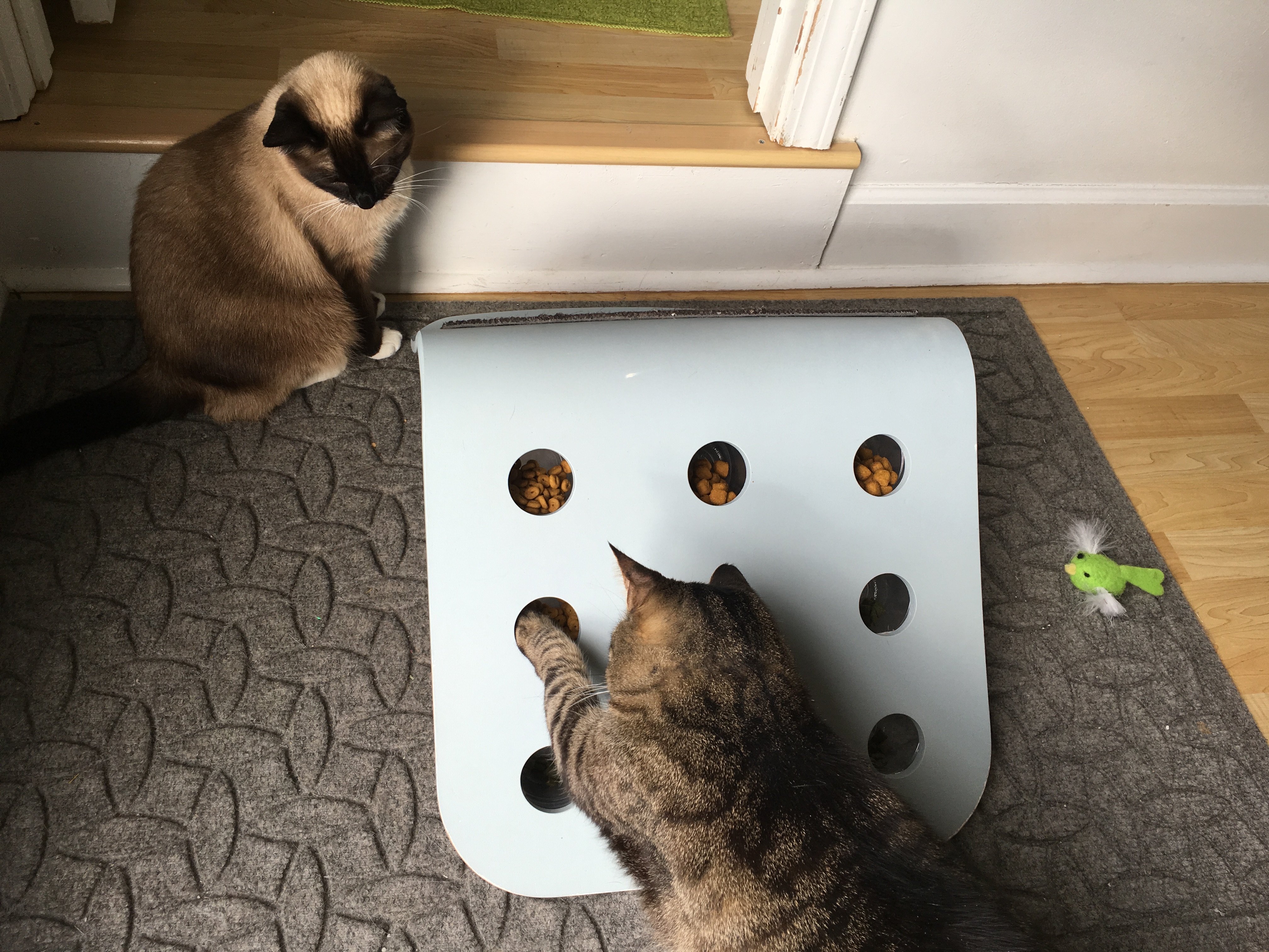 Cat food puzzles