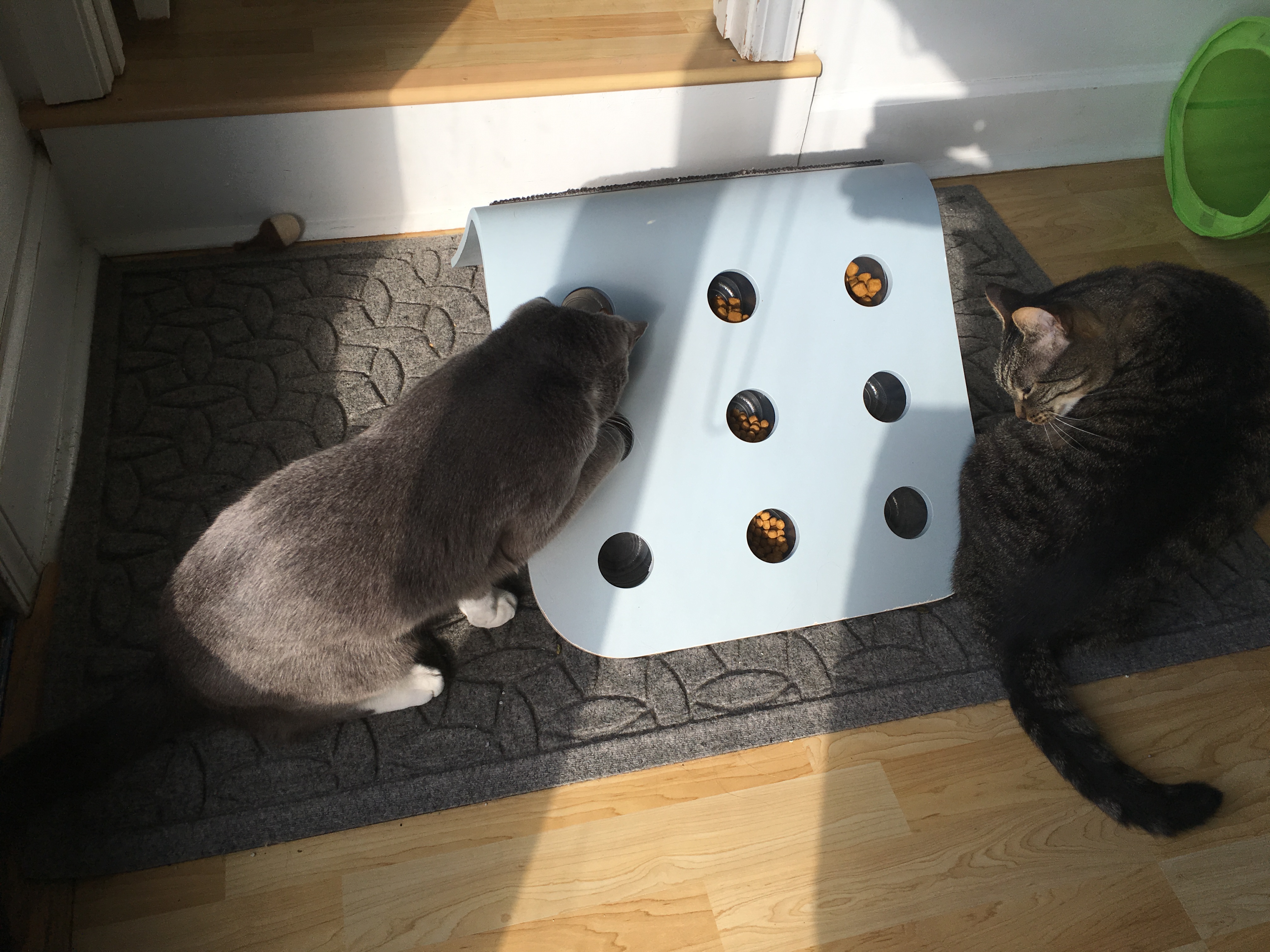 Homemade Puzzles - Food Puzzles for Cats