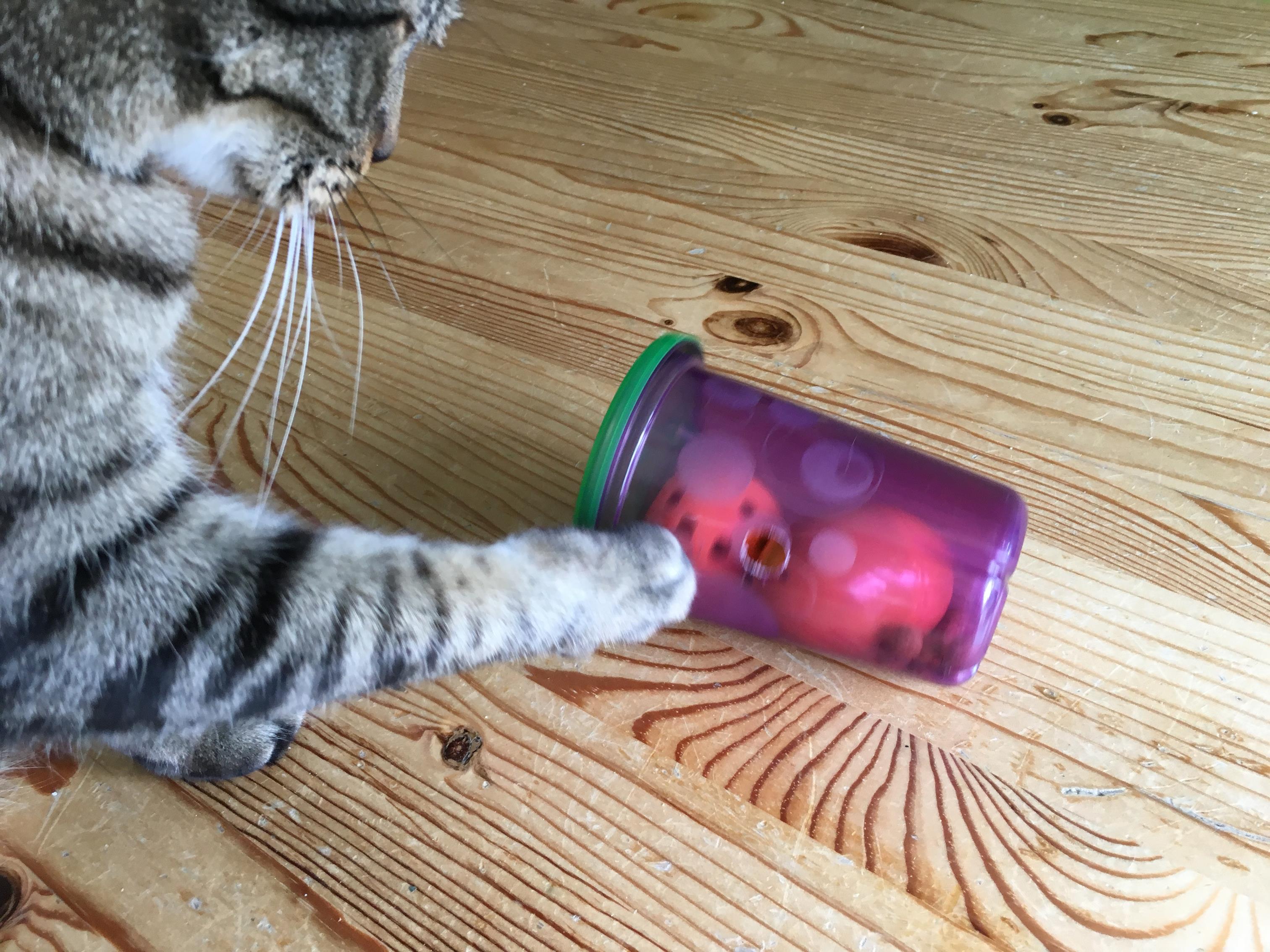 Foraging Toys (a.k.a. Food Puzzles) - Fundamentally Feline