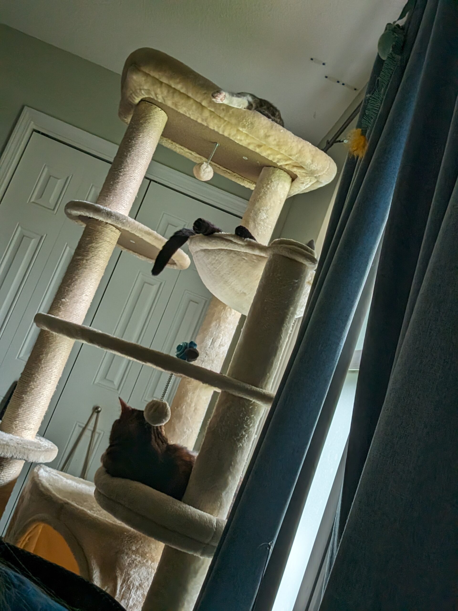 Three happy perching cats!