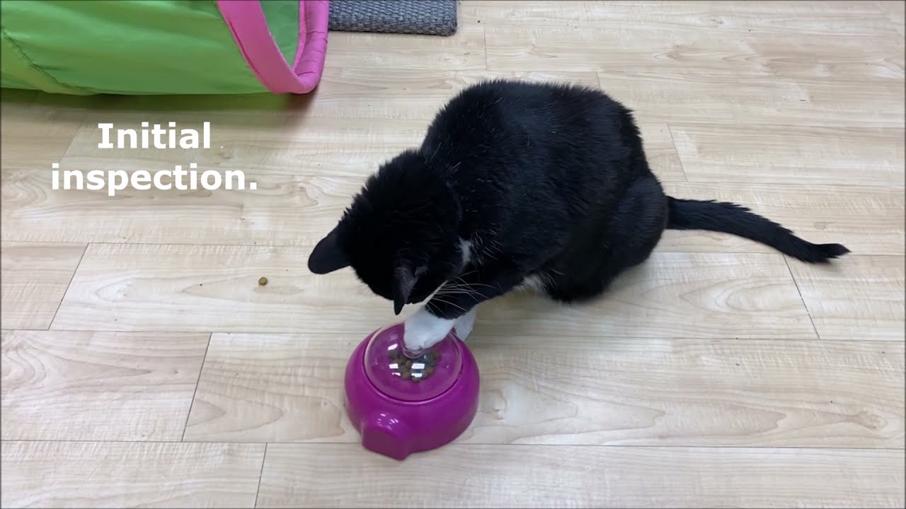 Melon Madness Treat Dispensing Cat Toy