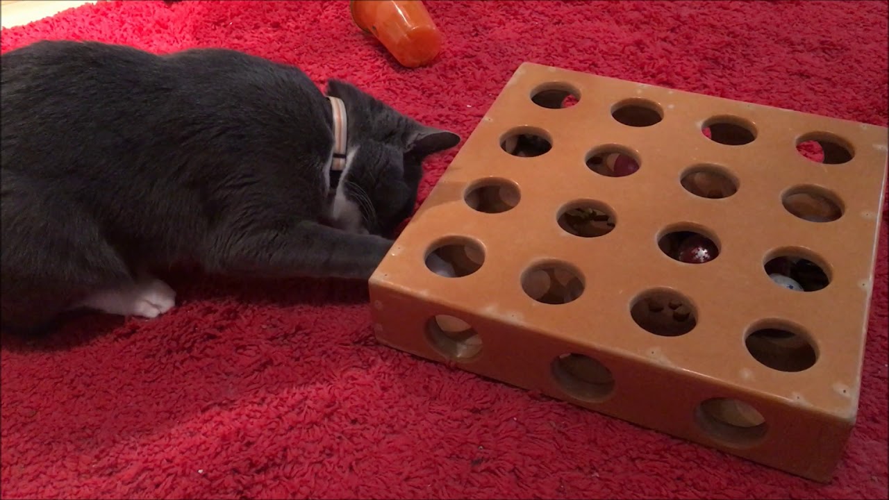 Foraging Toys (a.k.a. Food Puzzles) - Fundamentally Feline