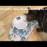 wet food puzzles for cats